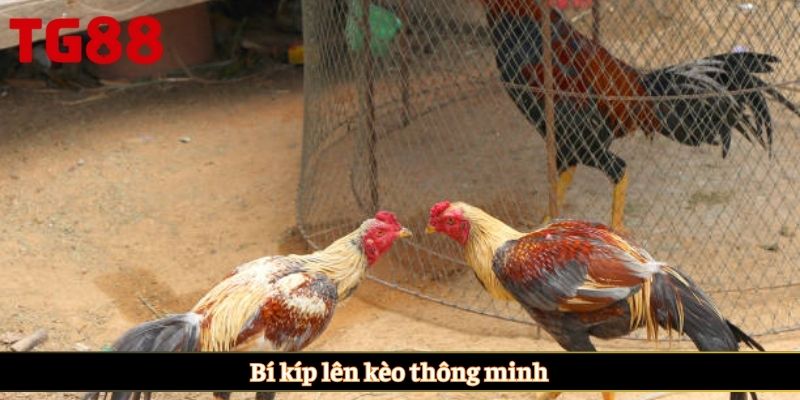 Bí kíp lên kèo thông minh