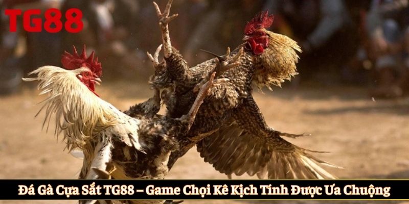 Đá gà cựa sắt