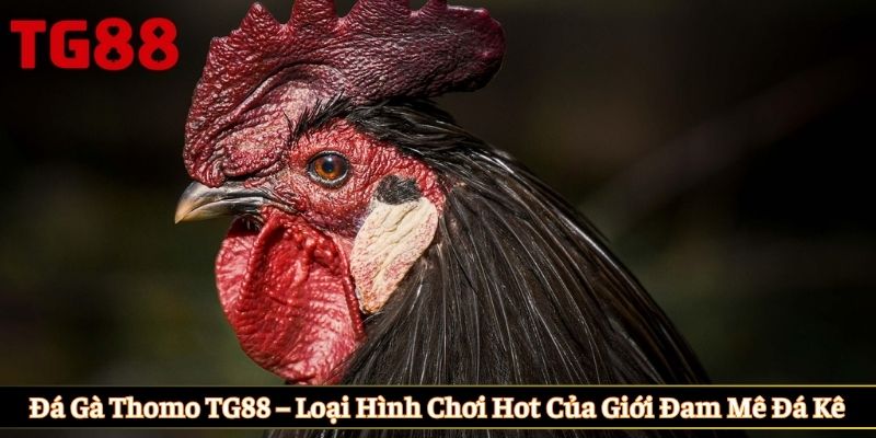 Đá gà Thomo