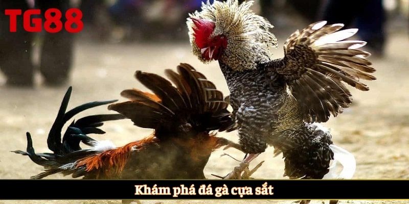 Khám phá đá gà cựa sắt