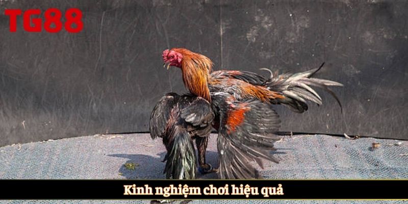 Kinh nghiệm chơi hiệu quả
