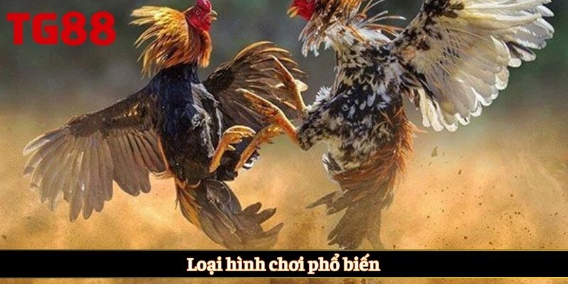 Loại hình chơi phổ biến