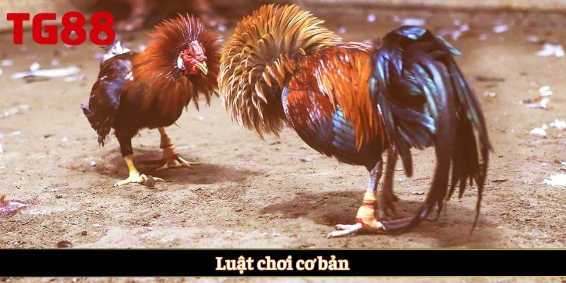 Luật chơi cơ bản