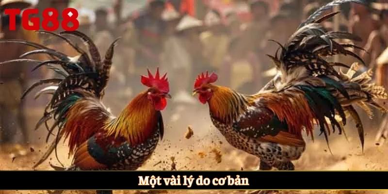 Một vài lý do cơ bản