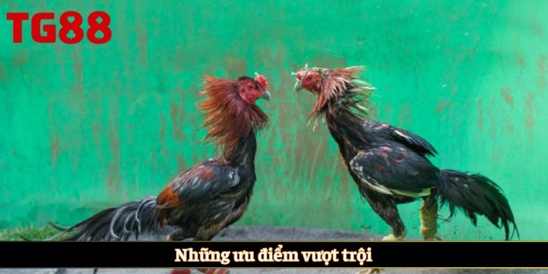 Những ưu điểm vượt trội