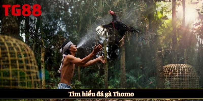 Tìm hiểu đá gà Thomo