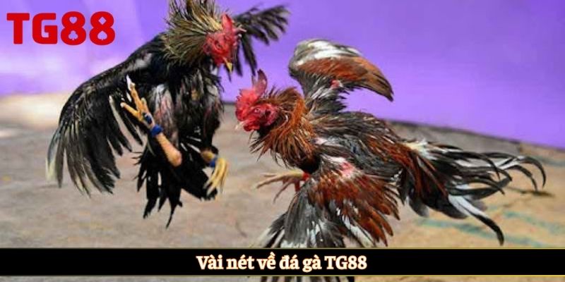 Vài nét về đá gà TG88
