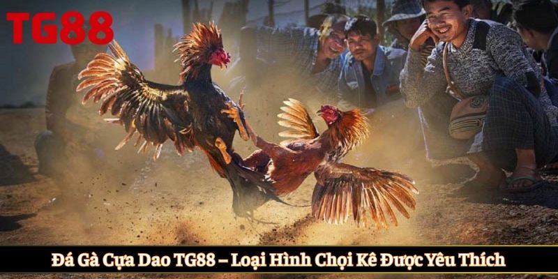 Đá gà cựa dao